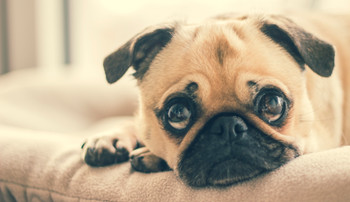 Cossyimages Puppy (21).jpeg