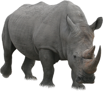 Rhino PNG images