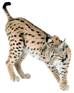 Lynx PNGs