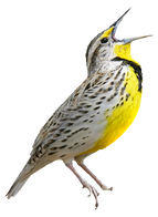 Bird PNGs
