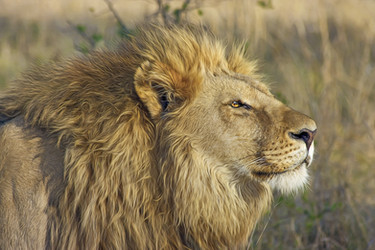 Cossyimages Lion (6).jpeg
