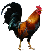 Cock PNGs