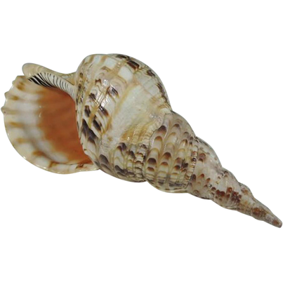 Shell, free PNGs
