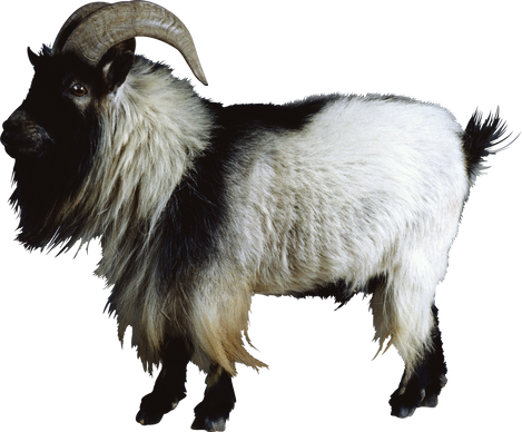 Free goat png images.