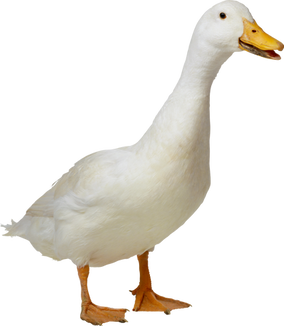 Free png duck images.