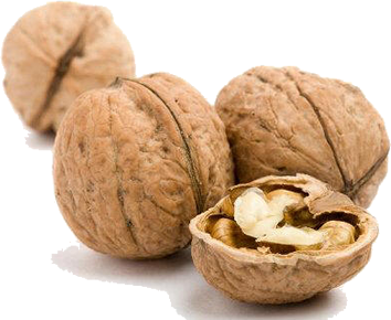 Walnut PNG