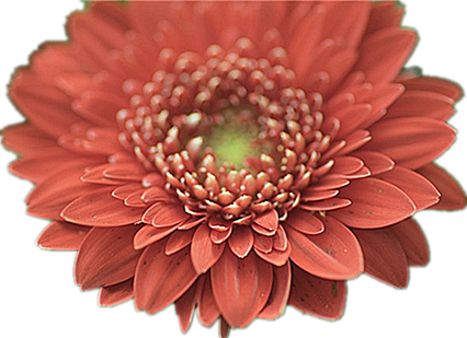 Dahlia (8).png