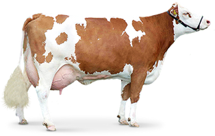 Free cow png images.