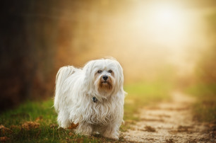 Cossyimages Puppy (47).jpeg