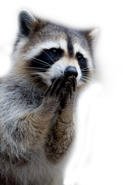 Free raccoon png images.