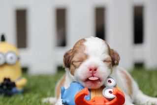 Cossyimages Puppy (8).jpeg