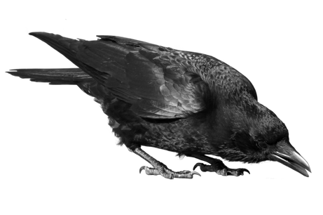Free crow png images.