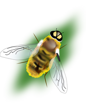 bee-145161__340.png