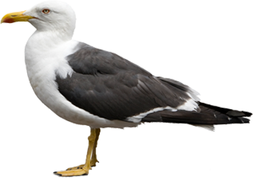 Seagull (64).png