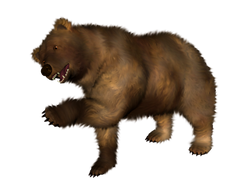 Bear PNG images
