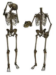 Skeleton PNG images