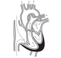 58294main_The.Brain.in.Space-page-121-heart-cross-section-no-labels.png