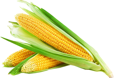 Corn, free PNGs
