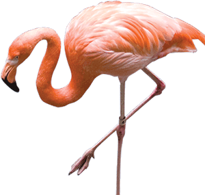 flamingo png images flamingo png images