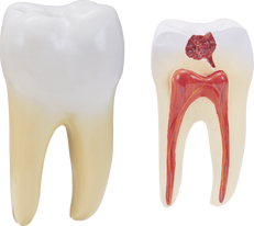 Teeth transparent images