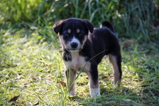 Cossyimages Puppy (30).jpeg