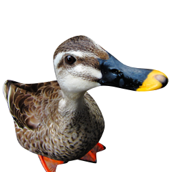 Free png duck images.