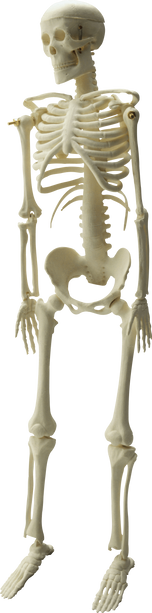 Skeleton PNG images