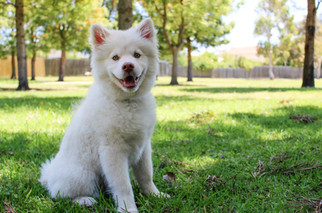 Cossyimages Puppy (37).jpeg