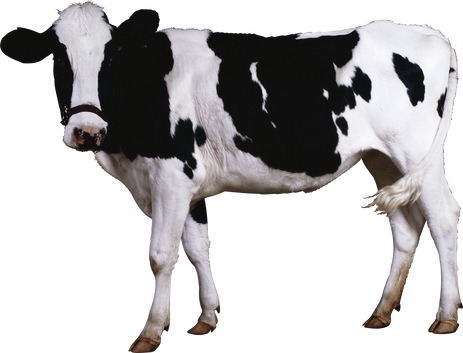Free cow png images.