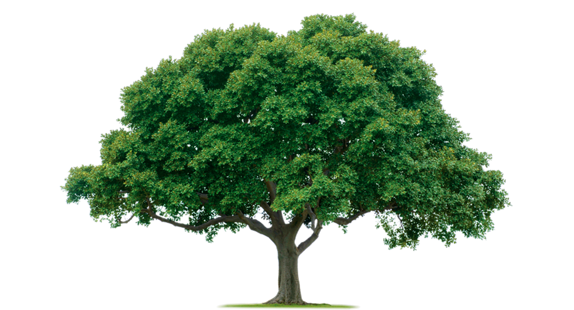 Tree PNG images
