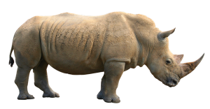 Rhino PNG images