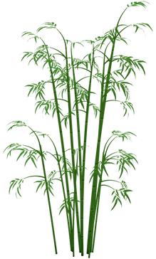 Bamboo (3).png