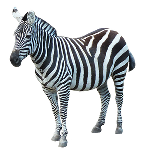 PNG images: Zebra