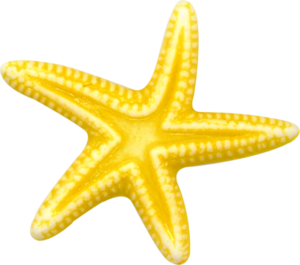 Starfish (57).png