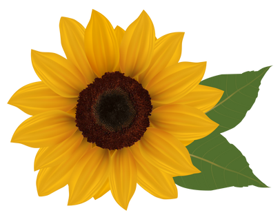Sunflower, free pngs