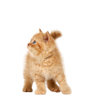 Cat Png Images