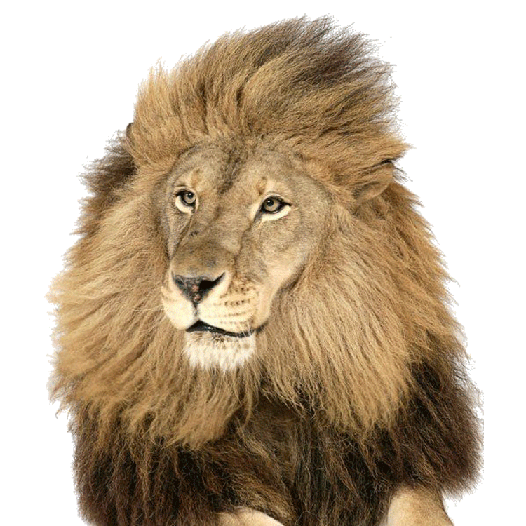 Lion PNG images