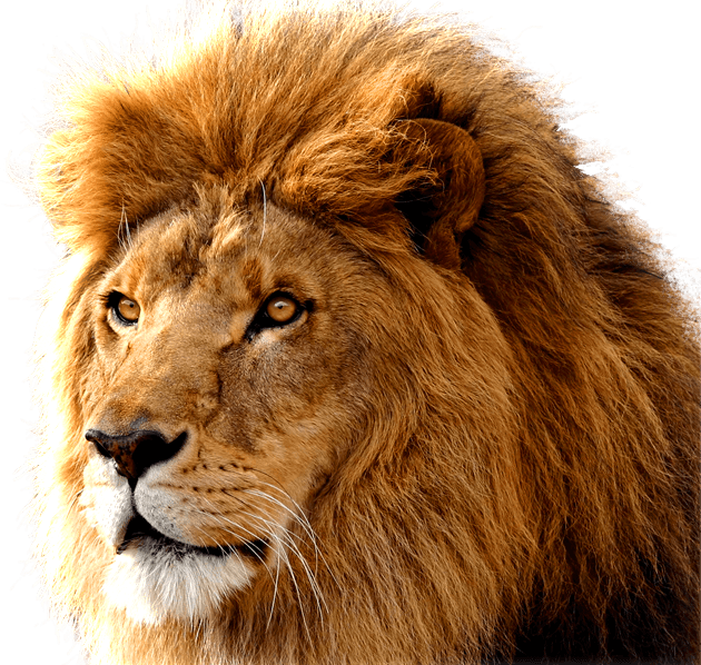 PNG images: Lion | Lion