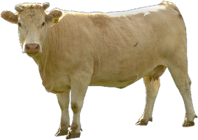 Free cow png images.