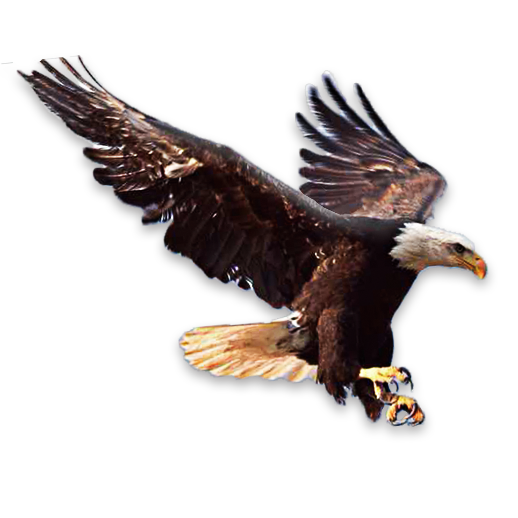 Орел пнг картинка