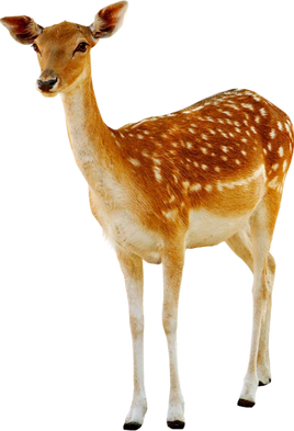 Free png deer images.