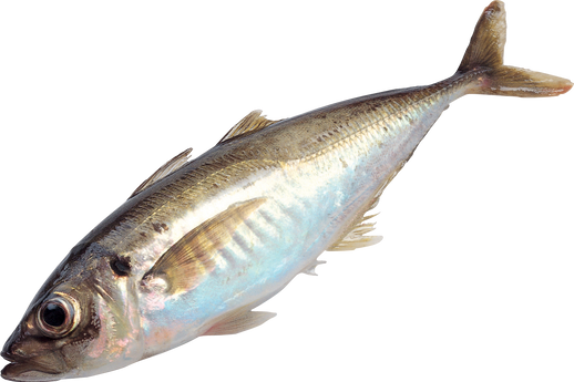 Fish PNG images