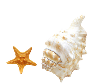 Starfish (44).png