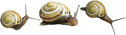 Free snail png images.