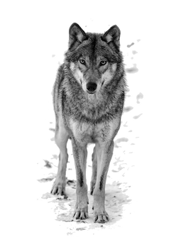 Wolf PNG images