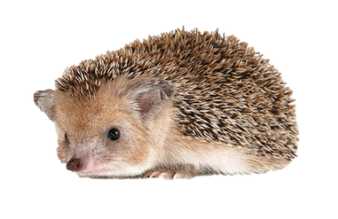 Hedgehog PNGs