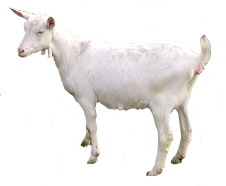 Free goat png images.