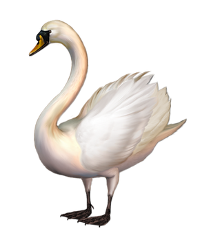 Swan transparent images
