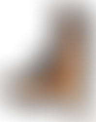 Dog PNG images