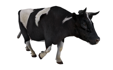 cow png images cow png images